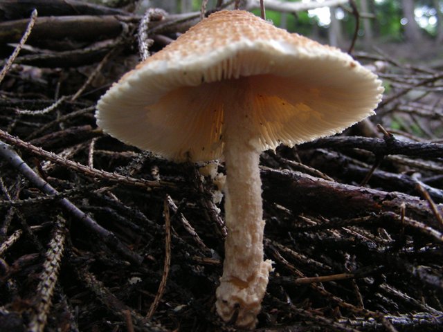 altra lepiotina